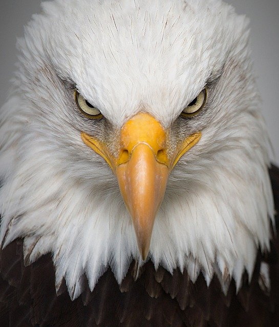 Eagle looking at you