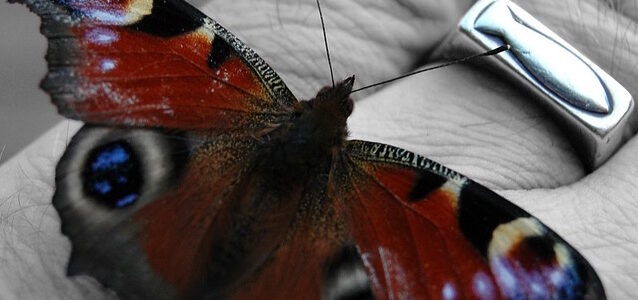 Hand with christian fish ring on finger and a butterfly sitting on the hand