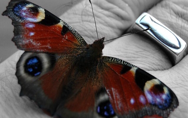 Hand with christian fish ring on finger and a butterfly sitting on the hand